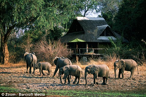 elephants